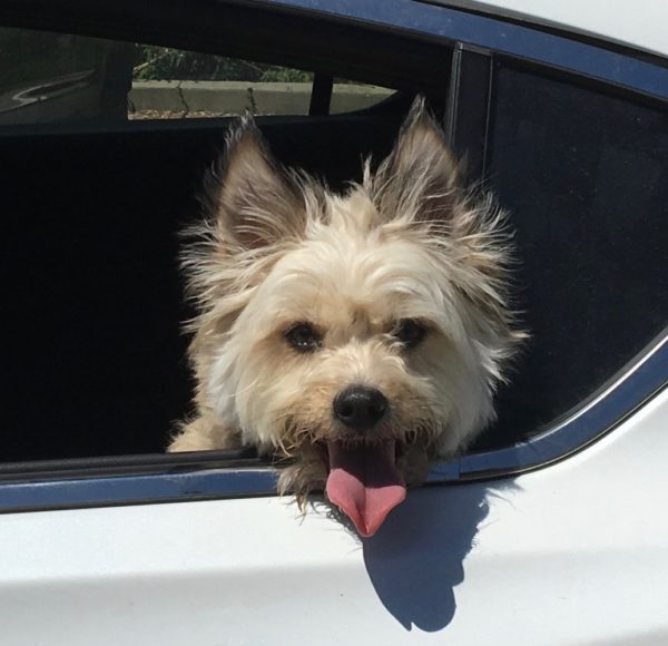 Unknown Terrier Mix Sticking His Head Out Of A Car Window