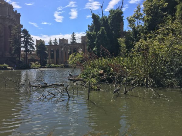 Wildlife in Pond Outside Palace of Fine Arts Theater in San Francisco