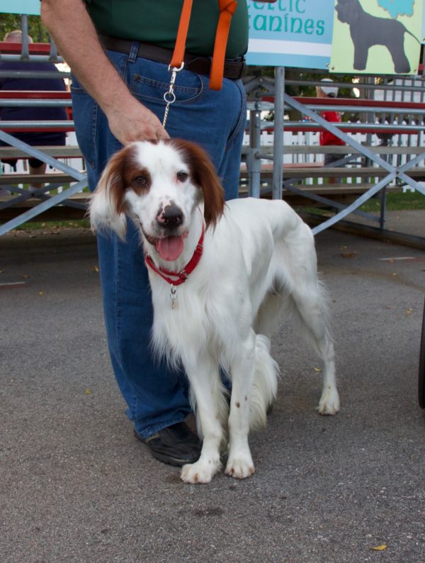 Irish Red And White Setter Leaning Against Man's Legs