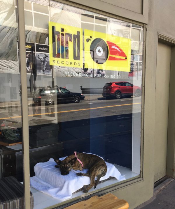 Brindled Pit Bull Mix In The Window Of Bird Records On Polk Street San Francisco