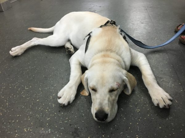Yellow Labrador Retriever Lying Somewhat Deflated On The Floor
