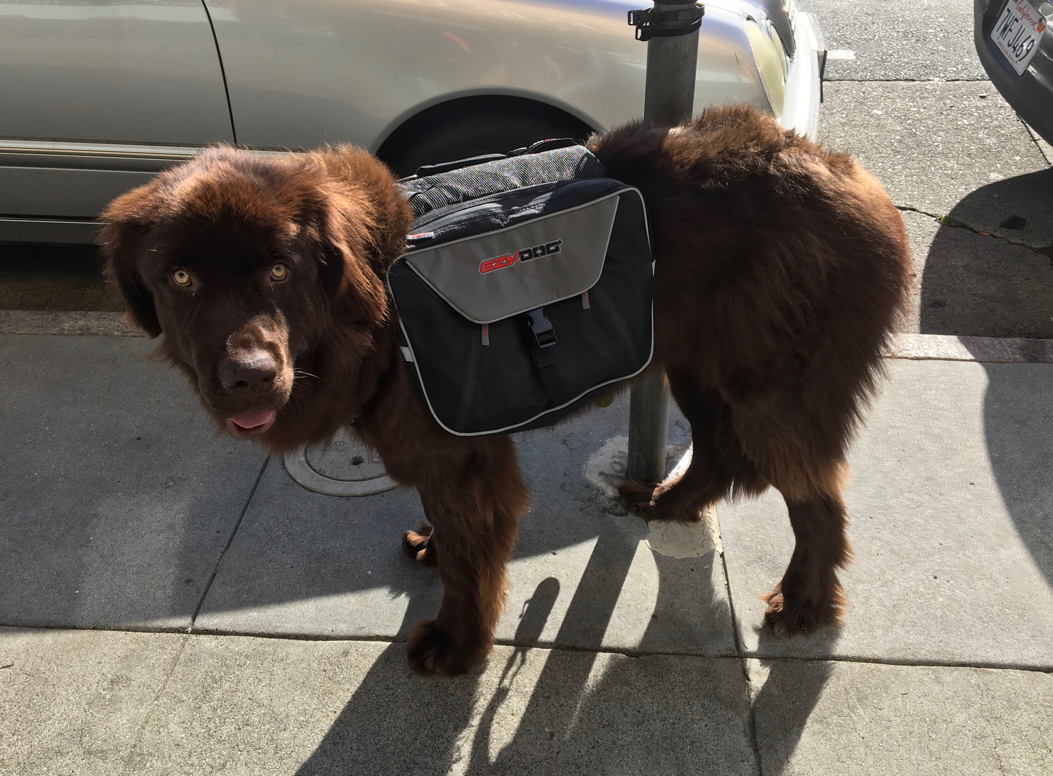 Brown Newfoundland Dog With Pack And Very Blank Stare