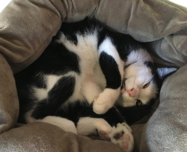 Tuxedo Cat Curled In A Cat Bed