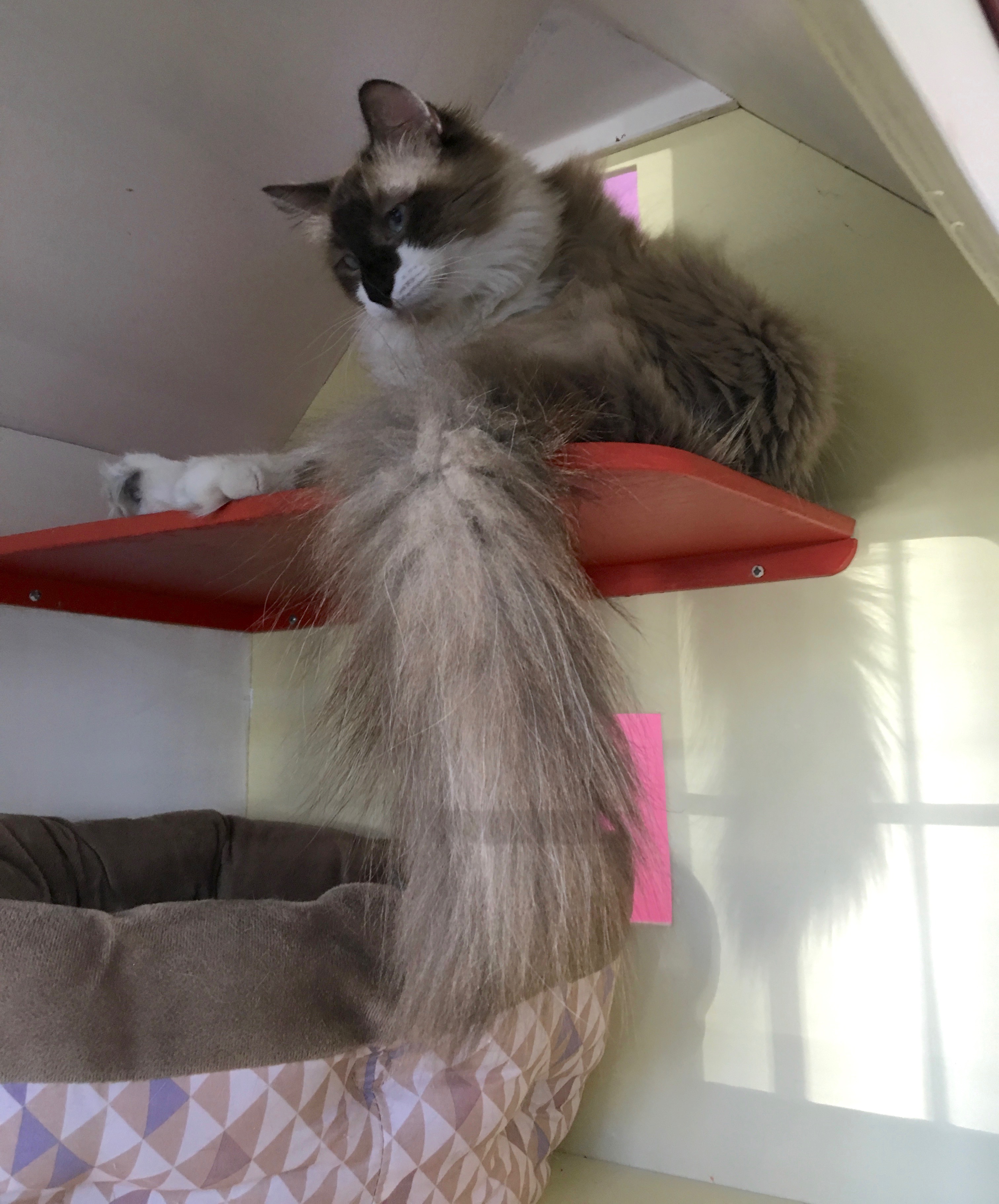 Cat With Giant Fluffy Tail Sitting In Small Cat House