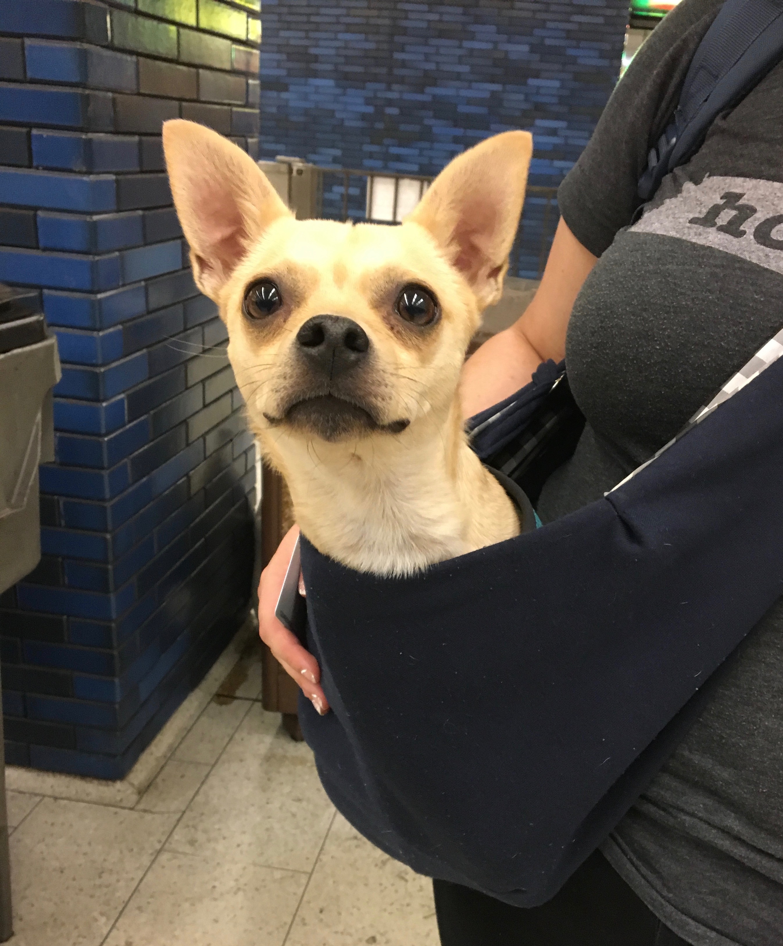 Chihuahua Mix In A Sling-Bag
