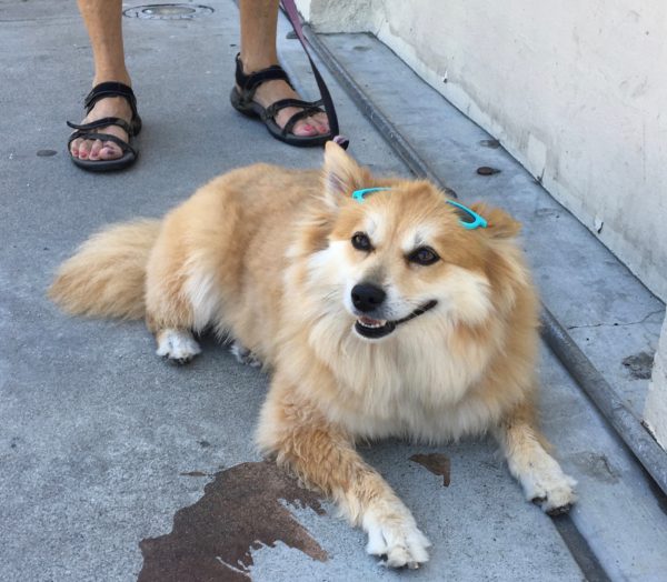 Golden Dog Wearing Sunglasses Pushed Back Up On Her Head