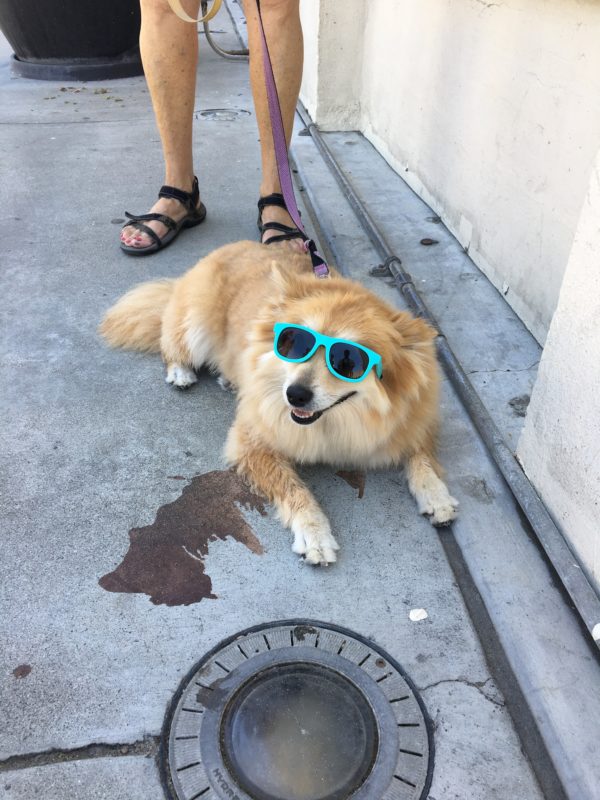 Fluffy Yellow Dog With Sunglasses On