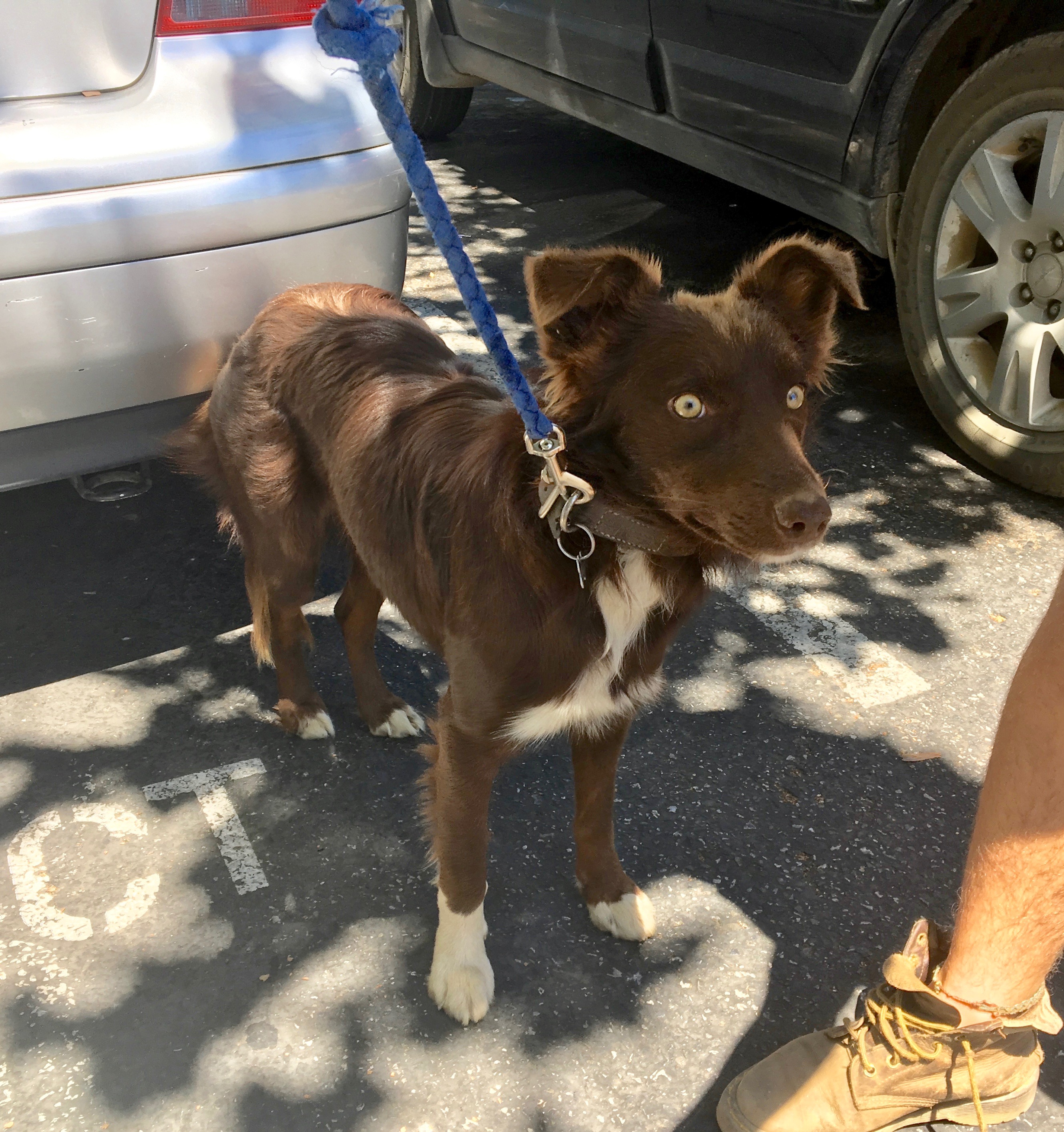 Brown And White Border Collie Mix Looking Alert