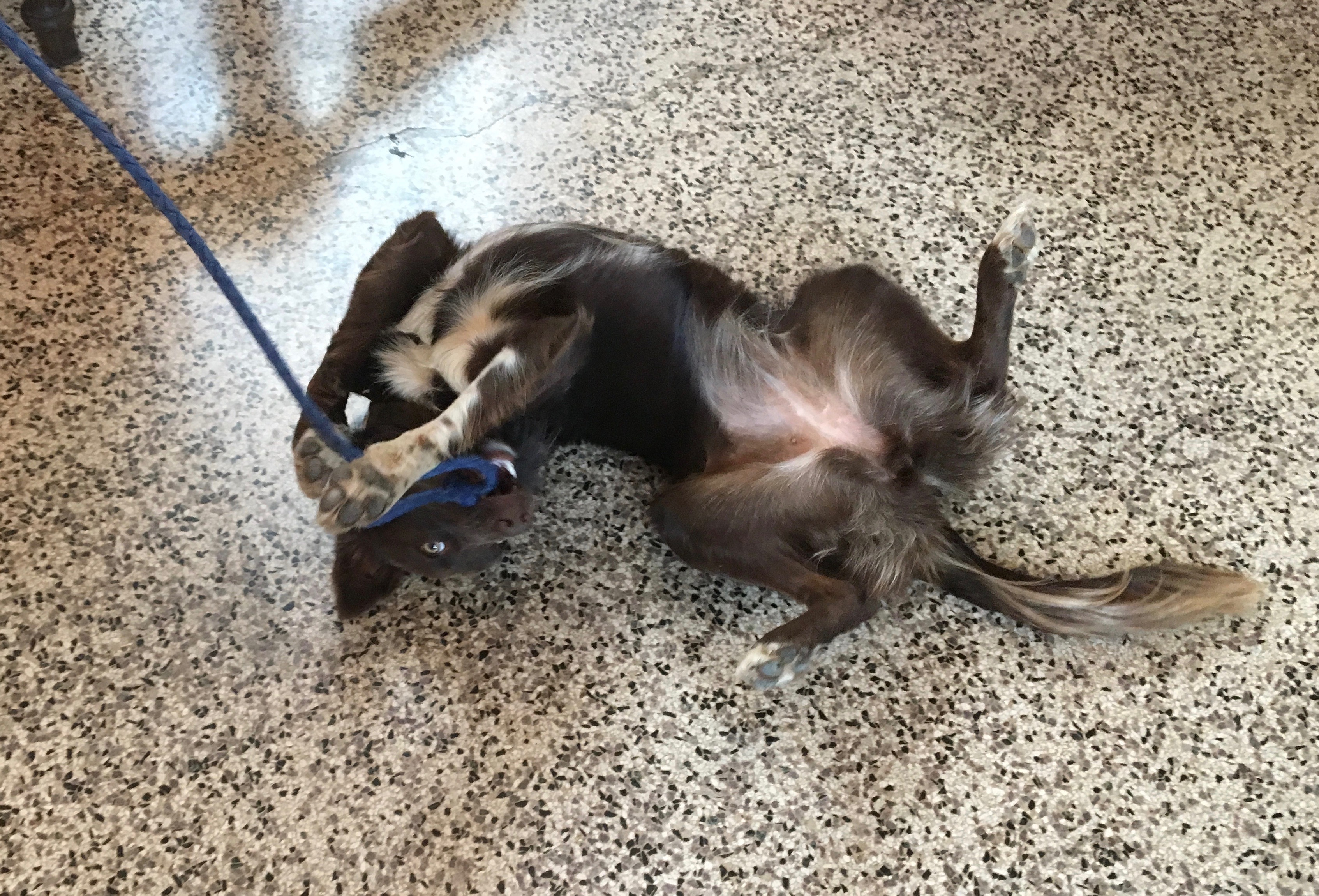 Brown And White Border Collie Mix Rolling Around On Her Back And Playing With Her Leash