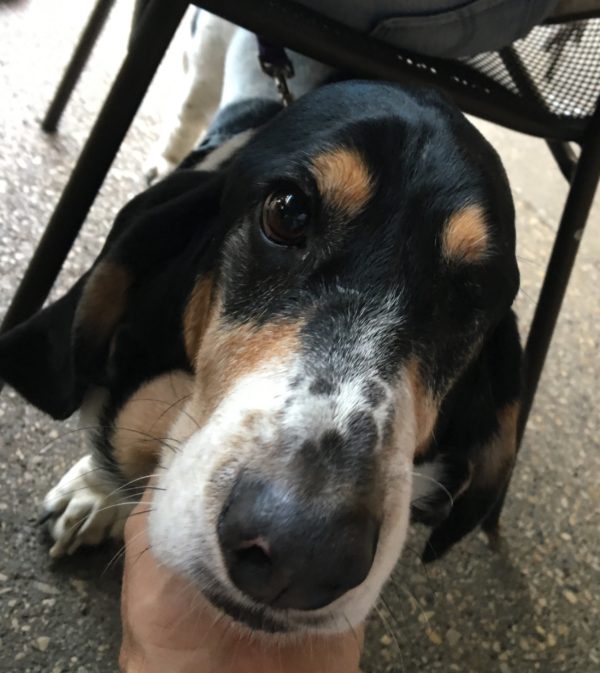 Young Basset Hound Staring Into Camera