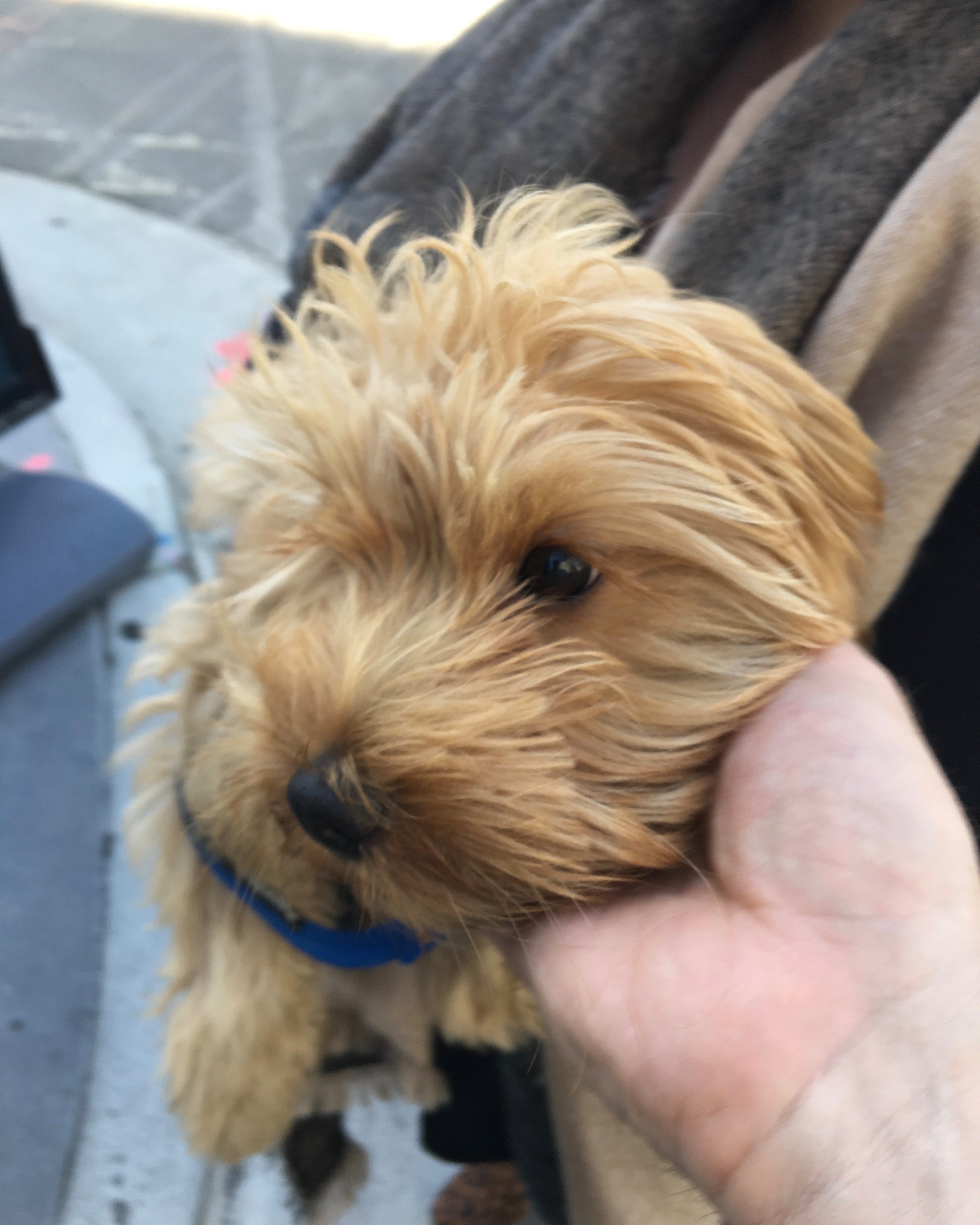 Photographer Scratching Under The Chin Of Cavapoo Puppy