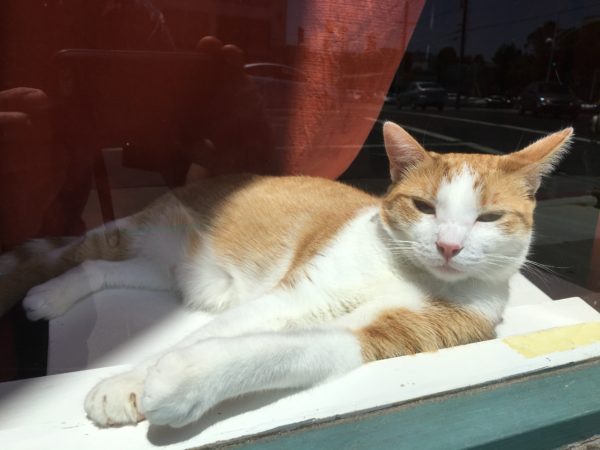 Marmie Cat Sunning Herself In The Window