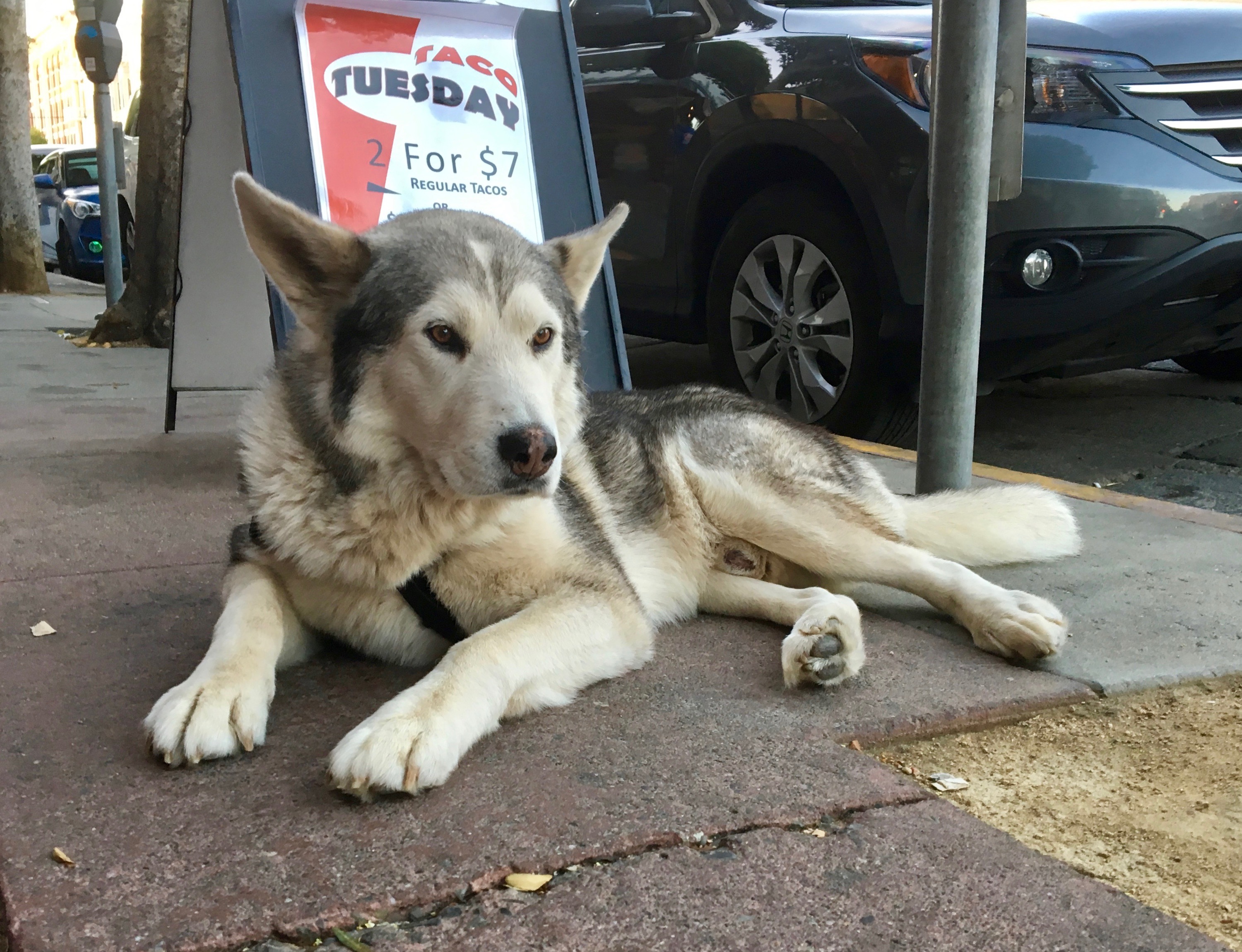 Husky With Beautiful Markings Waiting For Tacos