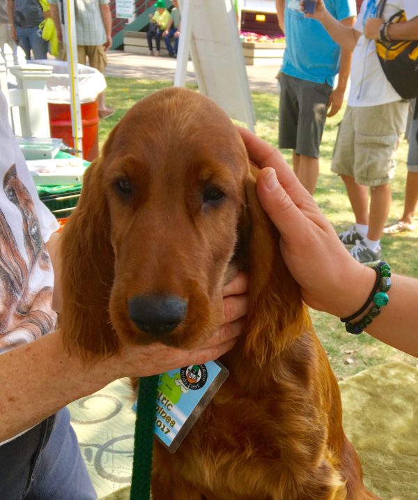 Irish Setter Puppy Being Petted
