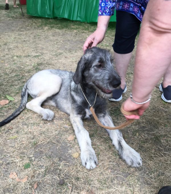 Four-Month-Old Irish Wolfhound Puppy Looking Smug
