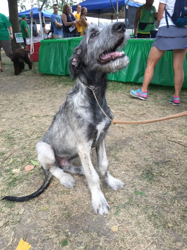 Four-Month-Old Irish Wolfhound Puppy Looking Expectant