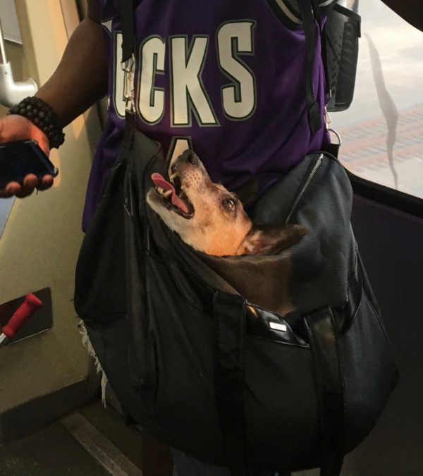 Dog Head Poking Out Of Shoulder Bag