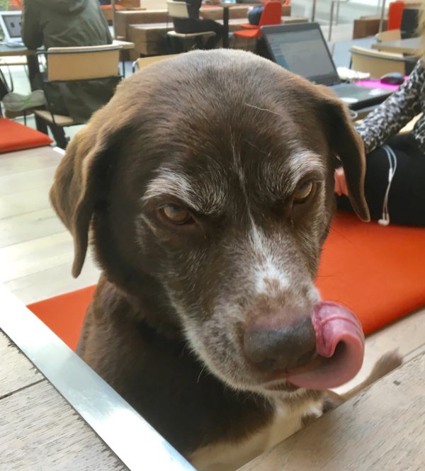 Brown Labrador Retriever Mix Curling His Tongue