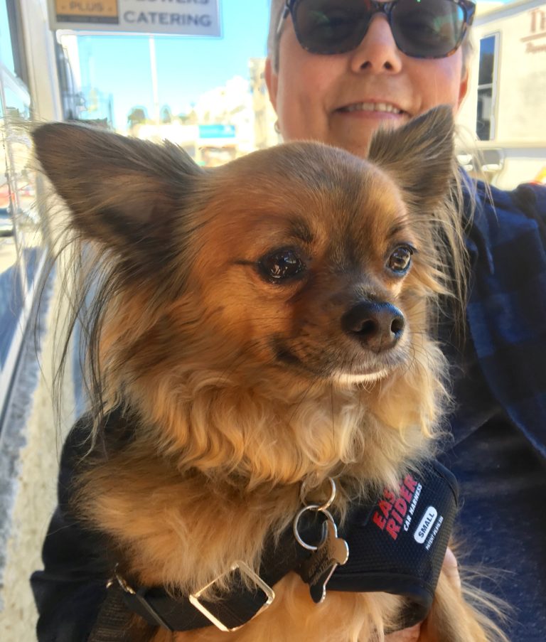 Dog Of The Day Joey The Papillon Chihuahua Mix The Dogs Of San Francisco