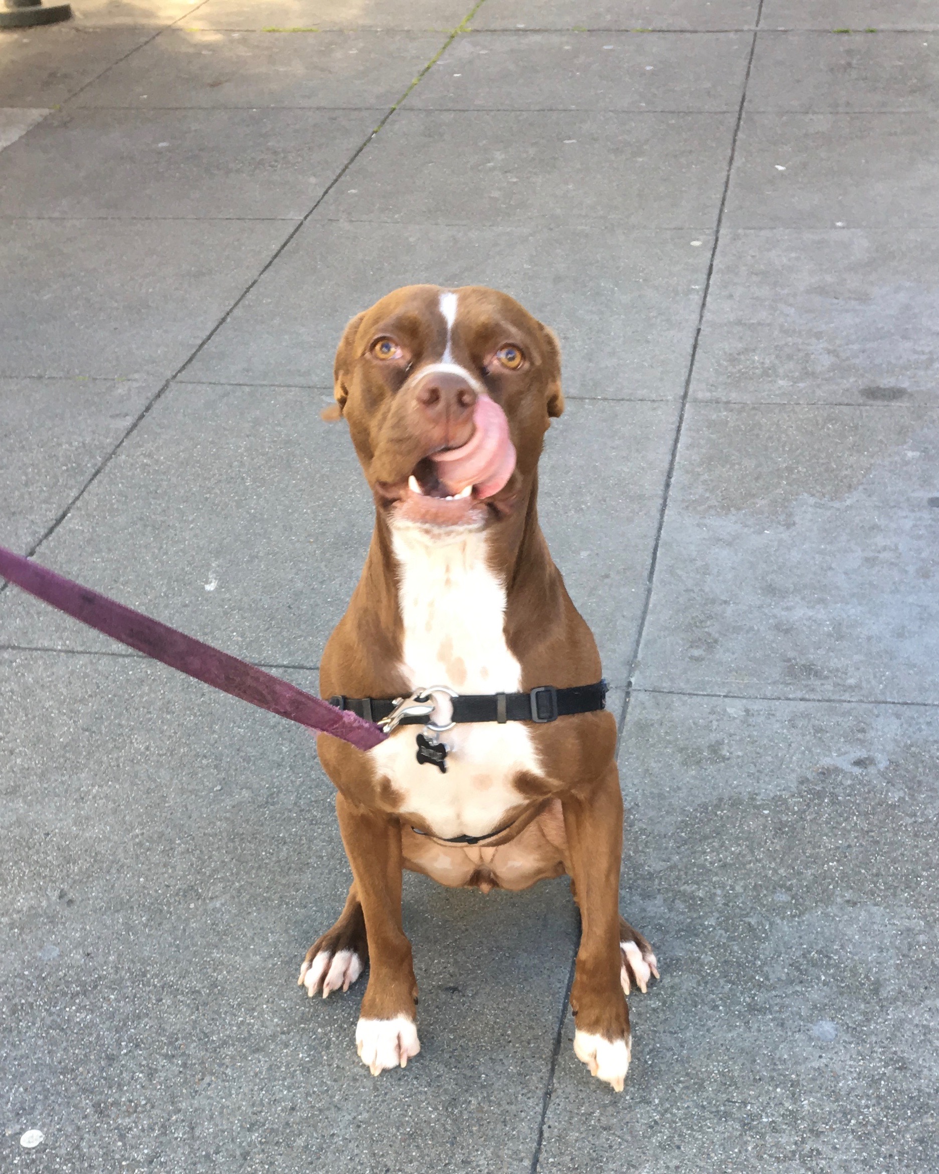 Goofy-Looking Boxer Pit Bull Terrier Mix