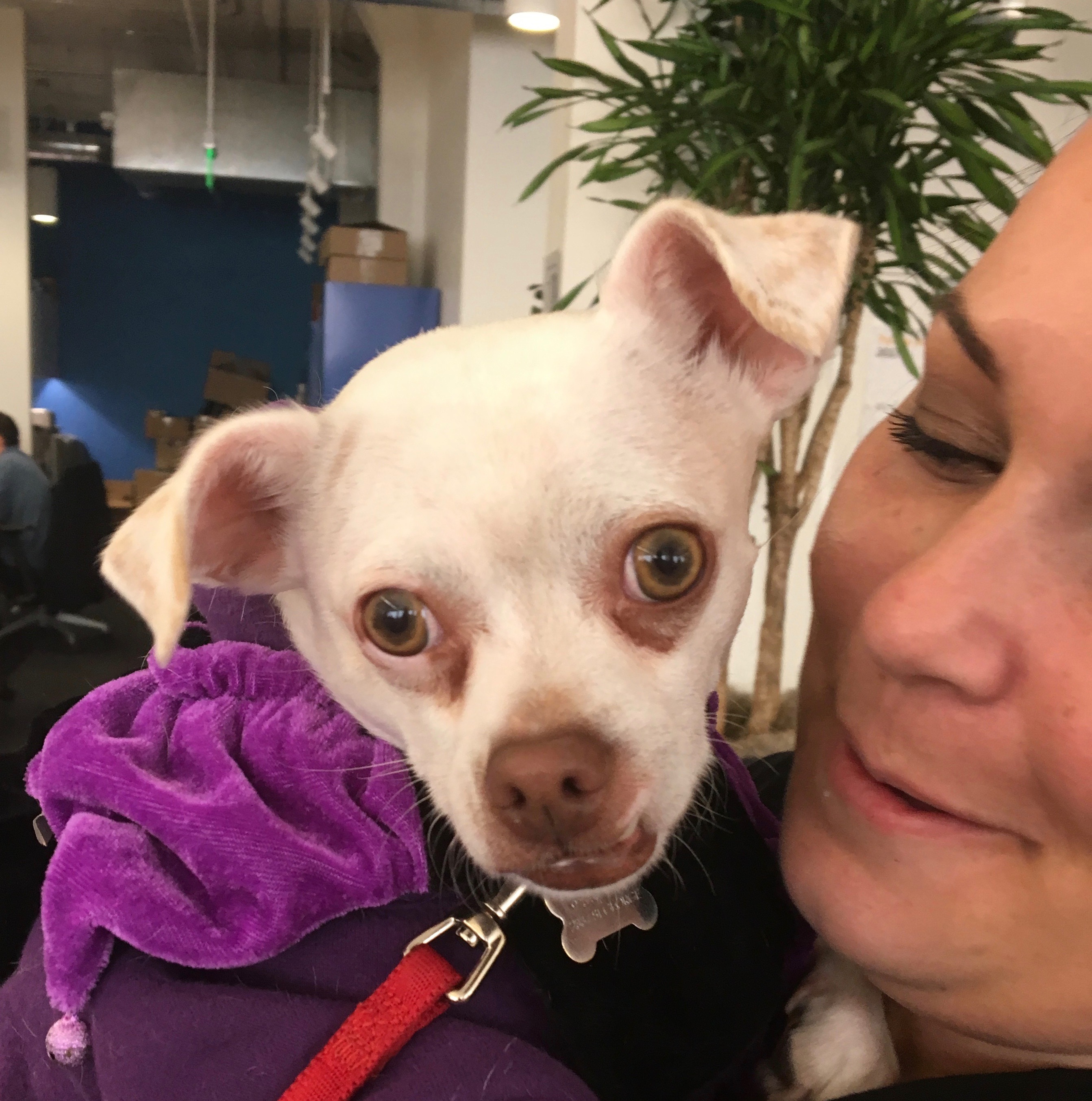 Woman Holding A White Chihuahua Mix In A Purple Hoodie