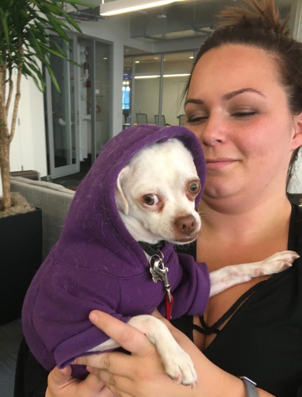Woman Holding A White Chihuahua Mix In A Purple Hoodie