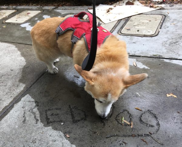 Tidus the Famous Corgi Sniffing Graffiti On The Sidewalk That Says Red Dog
