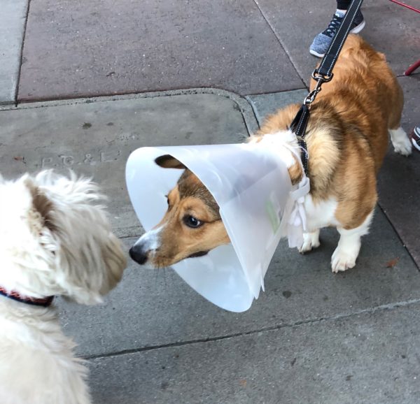 Corgi With Cone Of Shame Sniffing A West Highland White Terrier