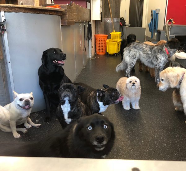 Group Of Dogs In A Dog Grooming Parlor Window