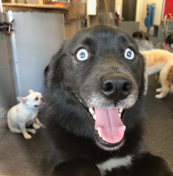 Black Labrador Retriever Mix With Blue Eyes
