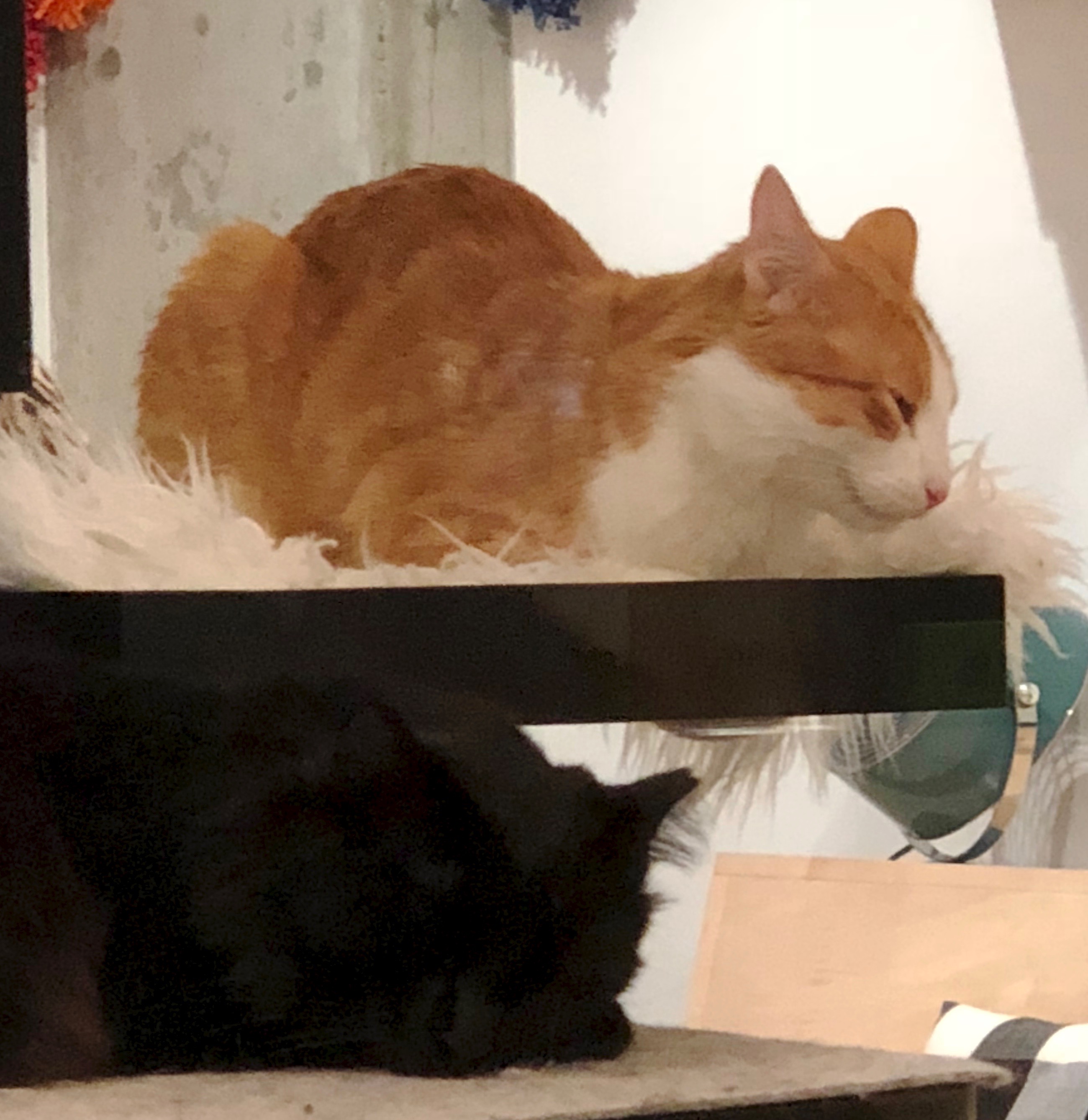 Two Kitties In A Bunk Bed