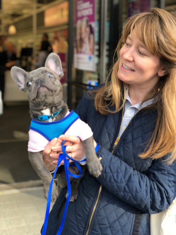 Woman Holding Blue French Bulldog Puppy Who Is Derping Out