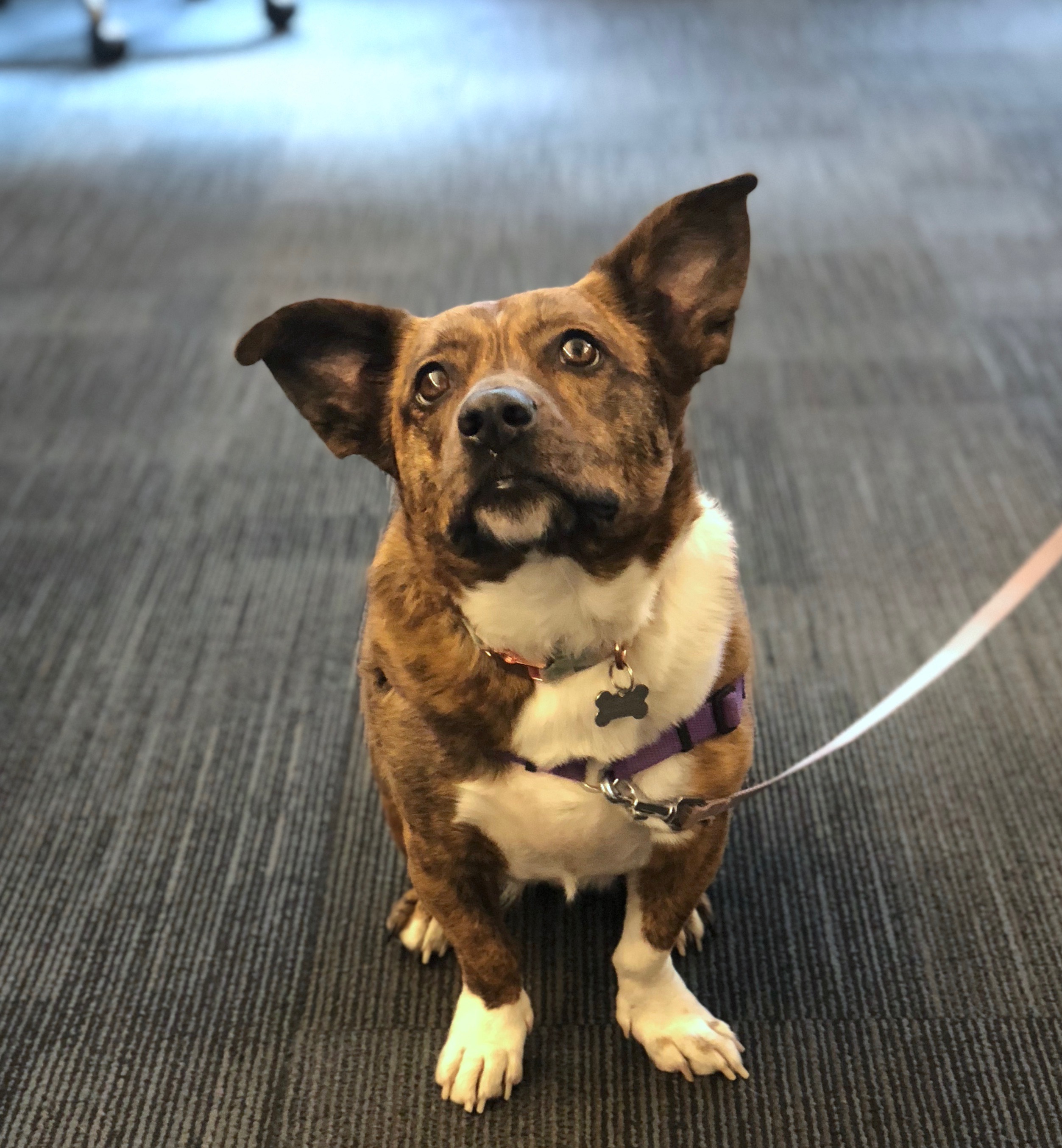 Welsh corgi pitbull store mix