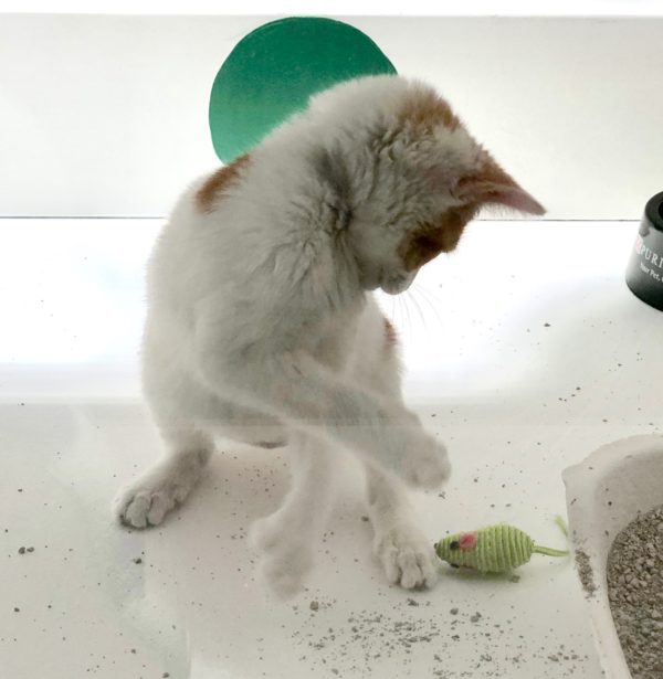 Cat Playing With Catnip Mouse