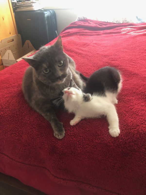 Grey Cat And Grey And White Cat Playing