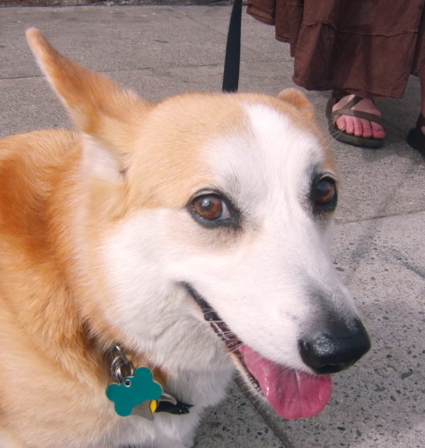 Tidus the Pembroke Welsh Corgi