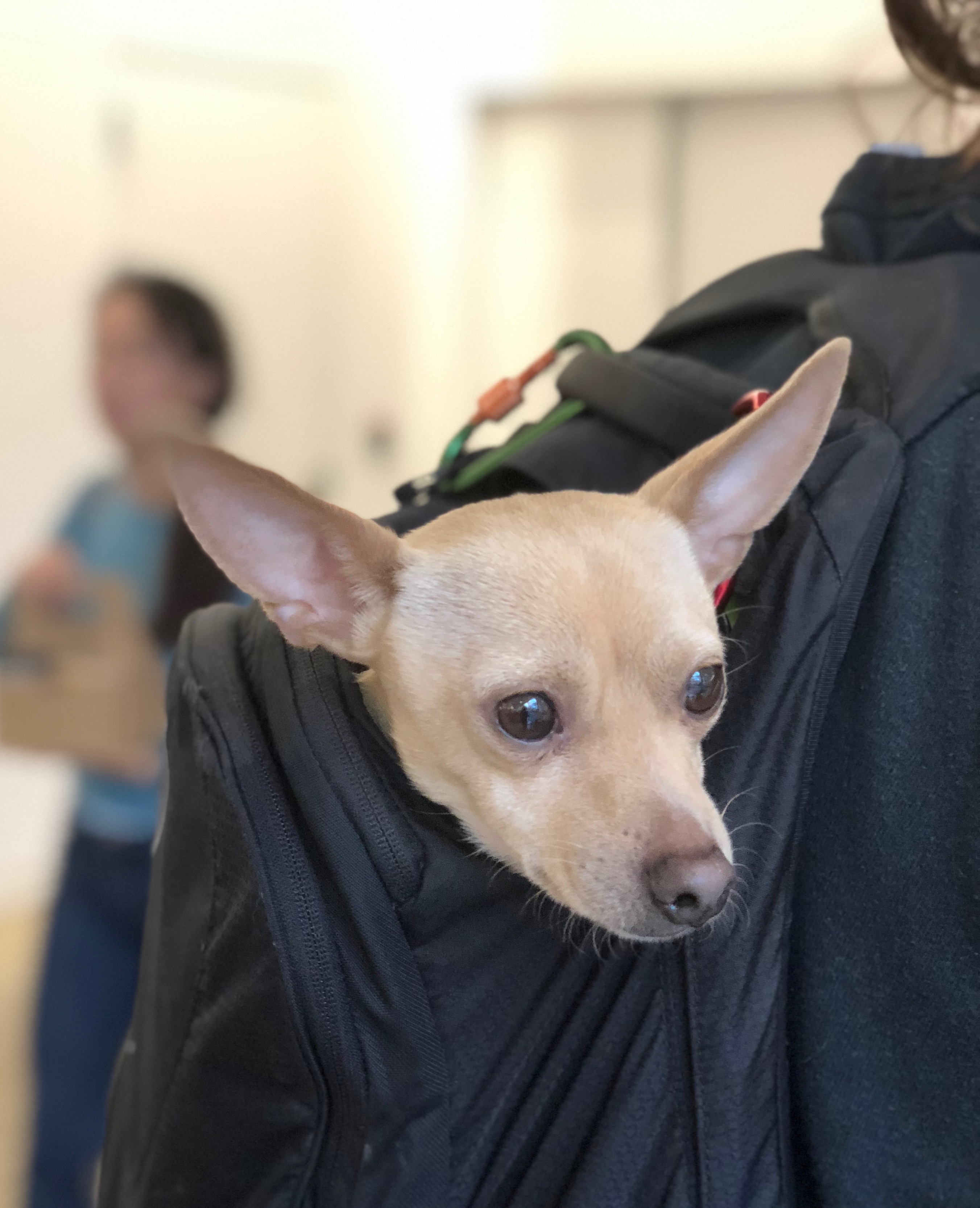 Terrier Chihuahua Mix Poking His Head Out Of A Backpack