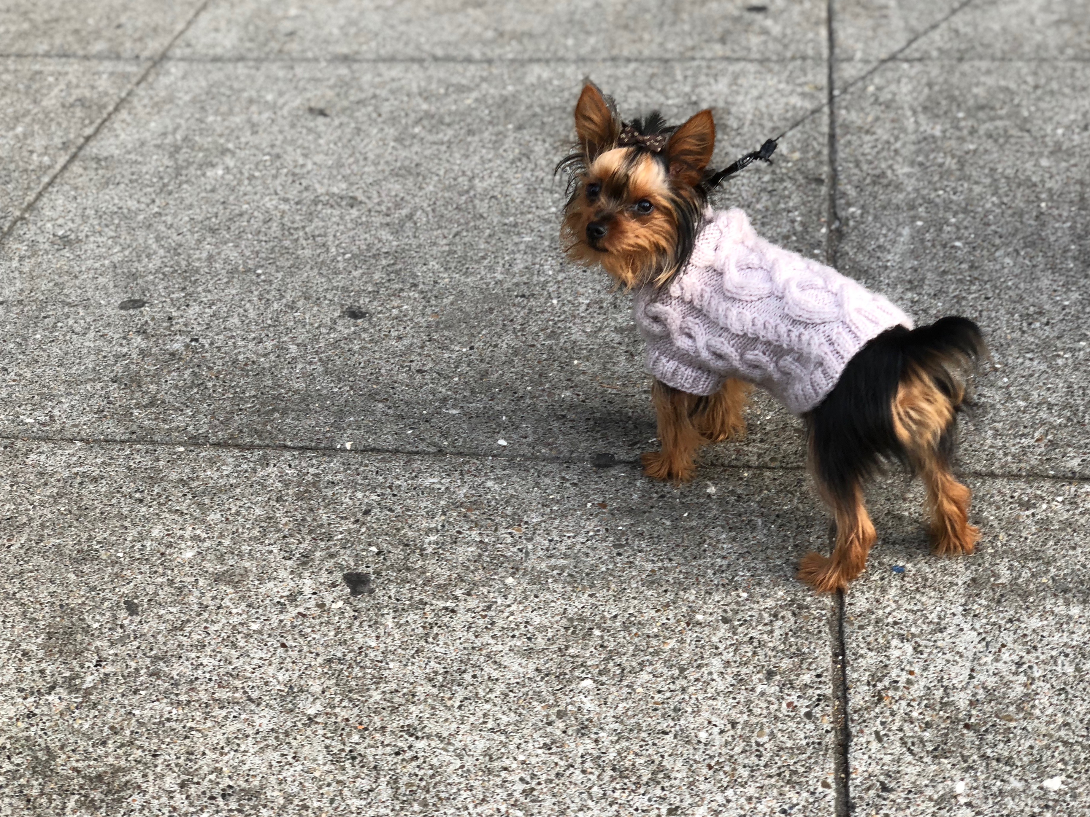 Little Bitty Yorkie Puppy In A Purple Sweater With A Hair Bow