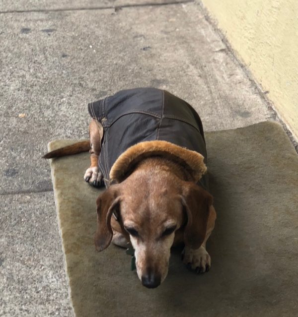 Old Dachshund In Leather Bomber Jacket Lying On Mat