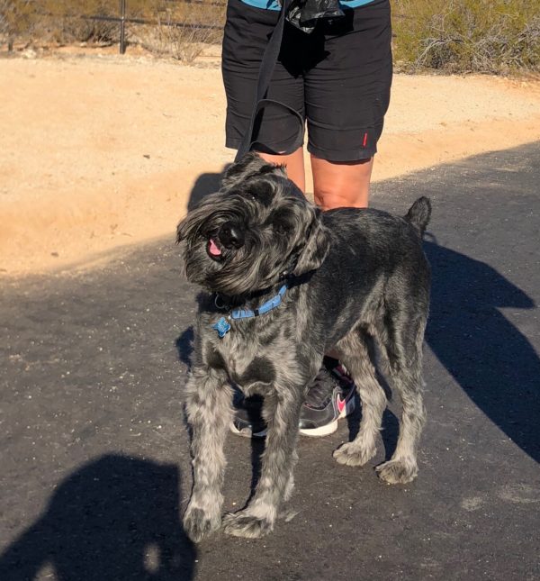 Grey Standard Schnauzer Tilting His Head To The Side