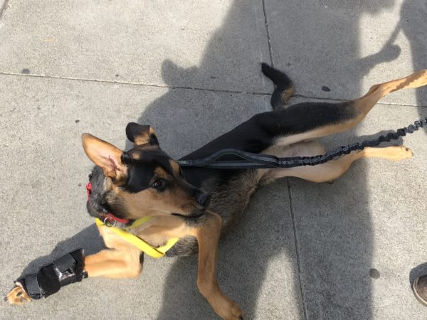 German Shepherd Mix Dog With Half Flopped Ears And Bandaged Paw Lying On Her Side And Asking For A Belly Rub