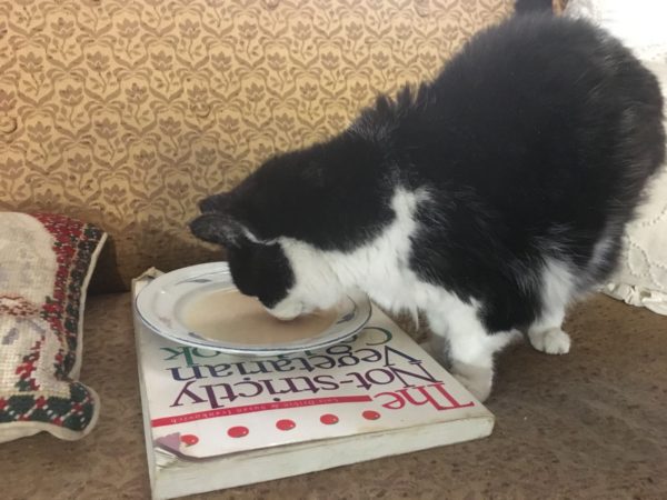 Tuxedo Kitty Drinking Milk From A Saucer