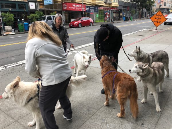 Four Huskies And A Golden Retriever Surrounding Three People
