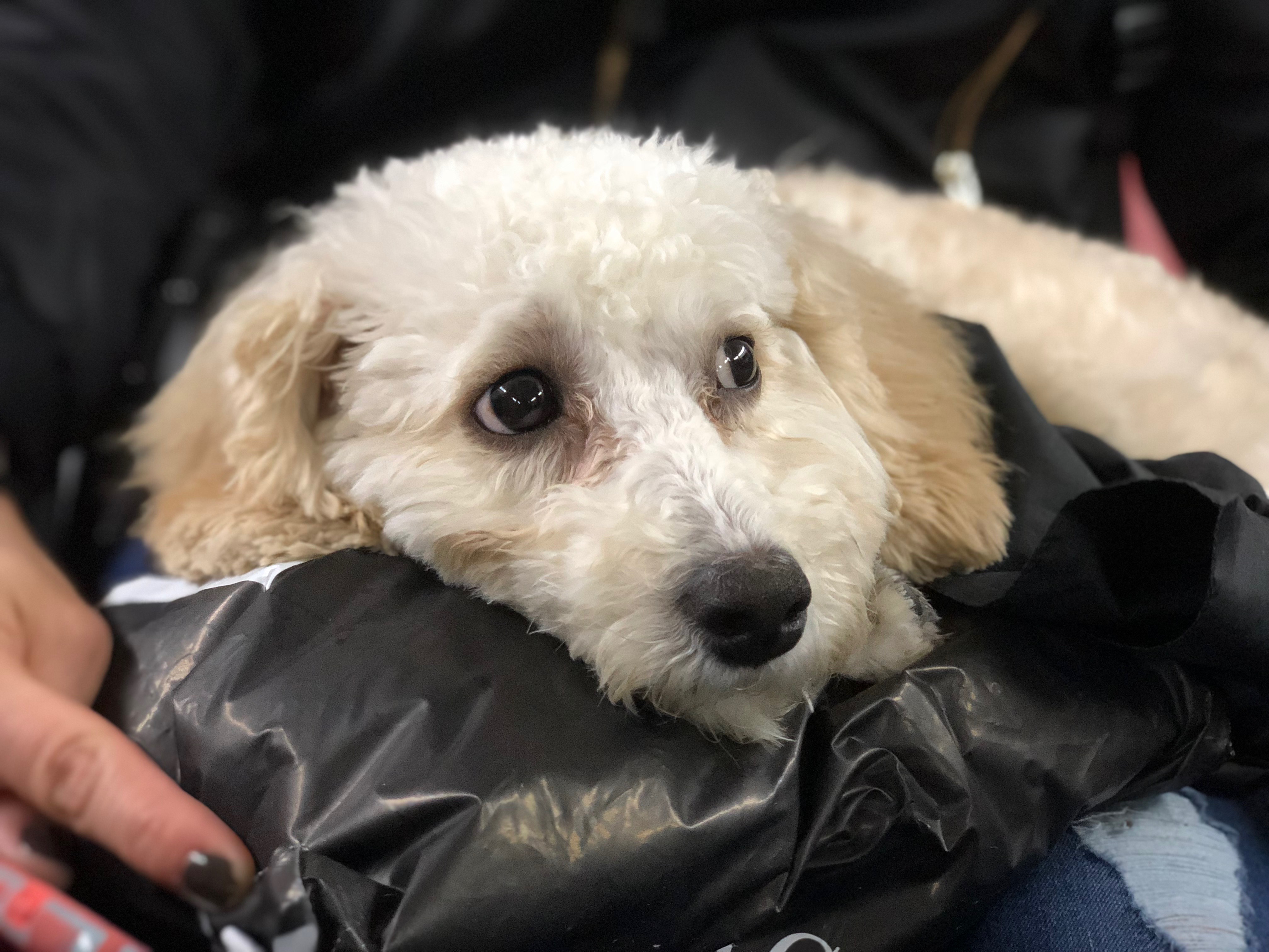 Dog Of The Day Monroe The Maltese Poodle Mix Puppy The Dogs Of San Francisco
