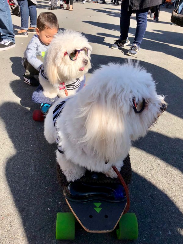 Two Coton De Tulear Dogs Sitting On SkateboardsTwo Coton De Tulear Dogs Sitting On Skateboards