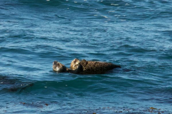 Mother Sea Otter Holding Her Pup