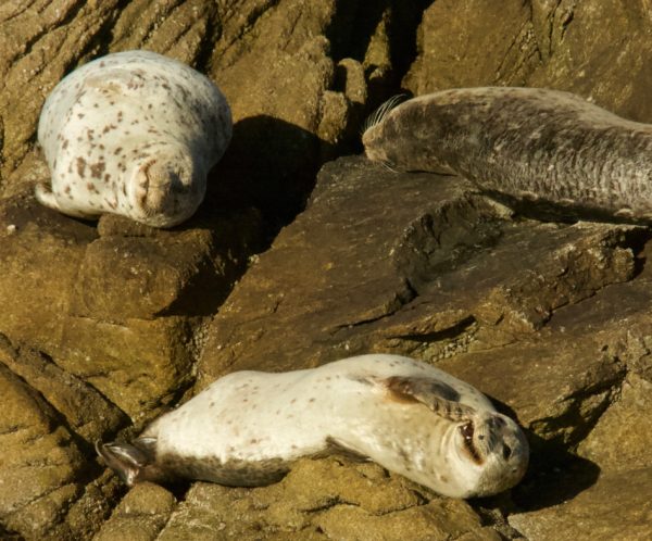 Three Harbor Seals On A Rock, One Grinning And Covering Her Mouth With Her Flipper
