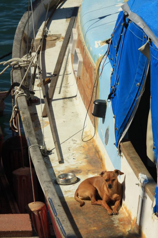Tan Chihuahua Mix Lying On A Sailboat Deck