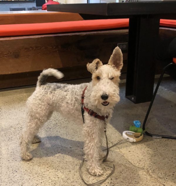 Unusual Dilute Tricolor Fox Terrier With One Ear Flopped Down And One Fully Up