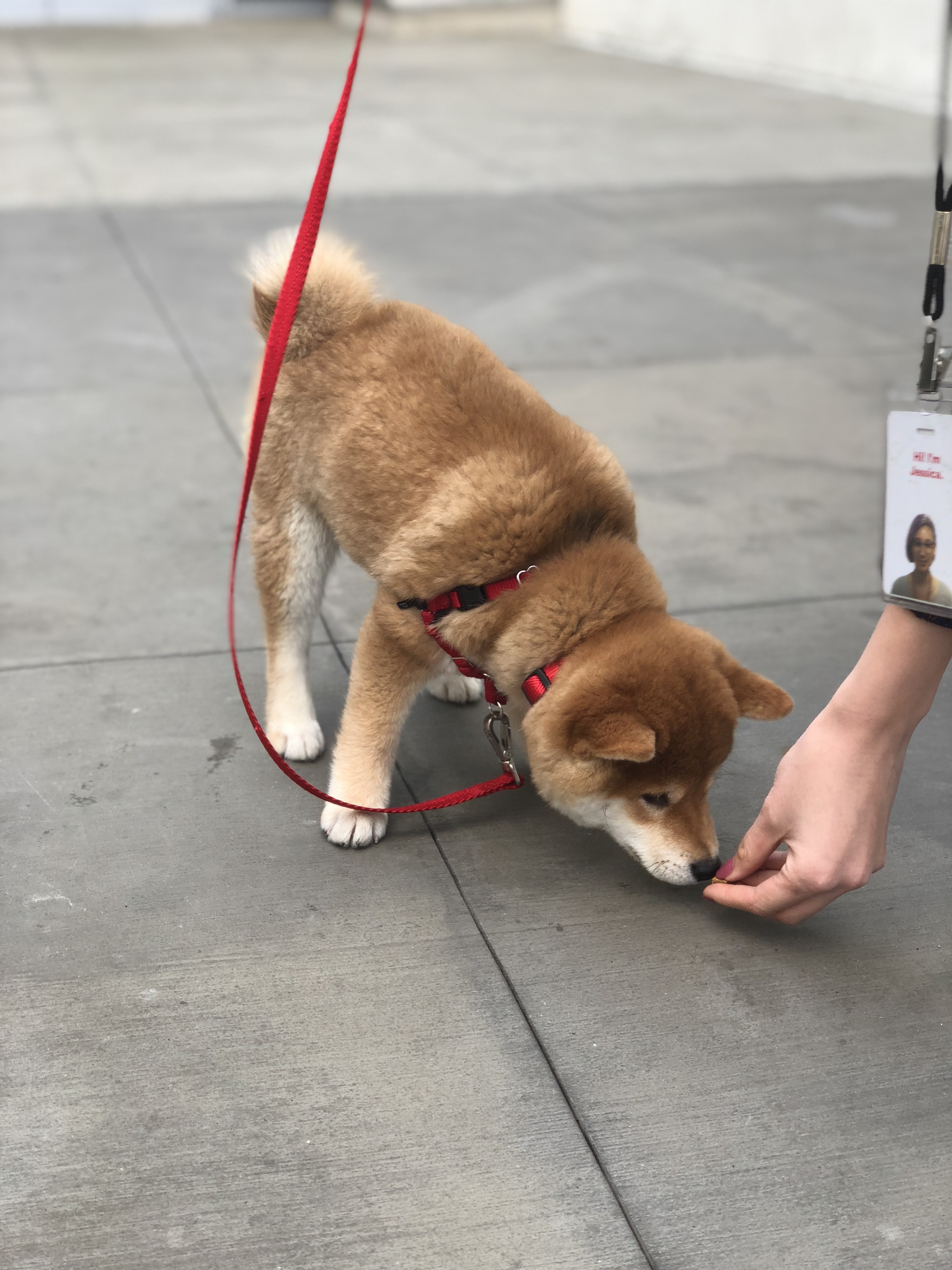 Shiba Inu Puppy Eating A Snack